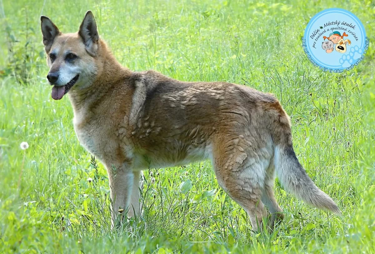 Krista je 9, senior Mixed Breed for adoption at Útulok Děčín, Děčín