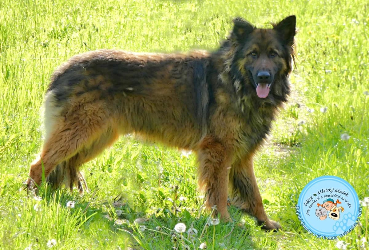 Boss, puppy mixed breed for adoption at Útulok Děčín, Děčín