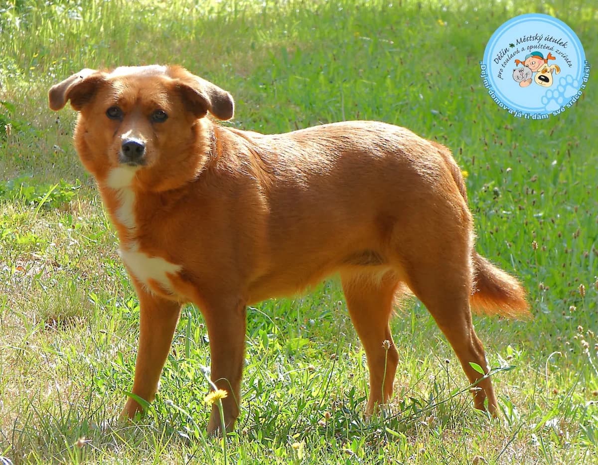 Kesi, female 3yo mixed breed for adoption at Útulok Děčín, Děčín
