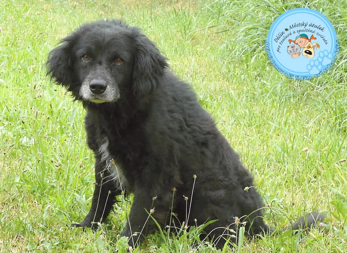 Black, senior mixed breed for adoption at Útulok Děčín, Děčín