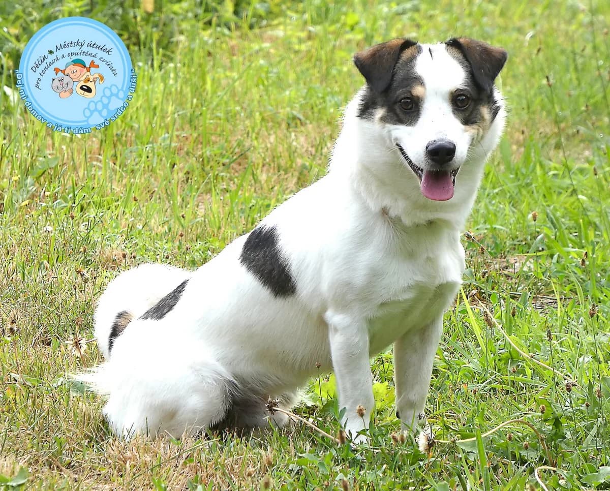 Lubin, puppy Jack Russell Terrier for adoption at Útulok Děčín, Děčín