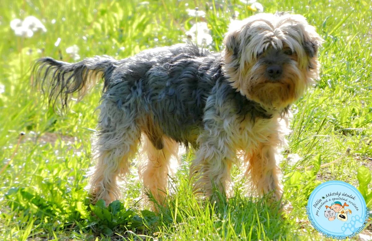 Leon, puppy mixed breed for adoption at Útulok Děčín, Děčín