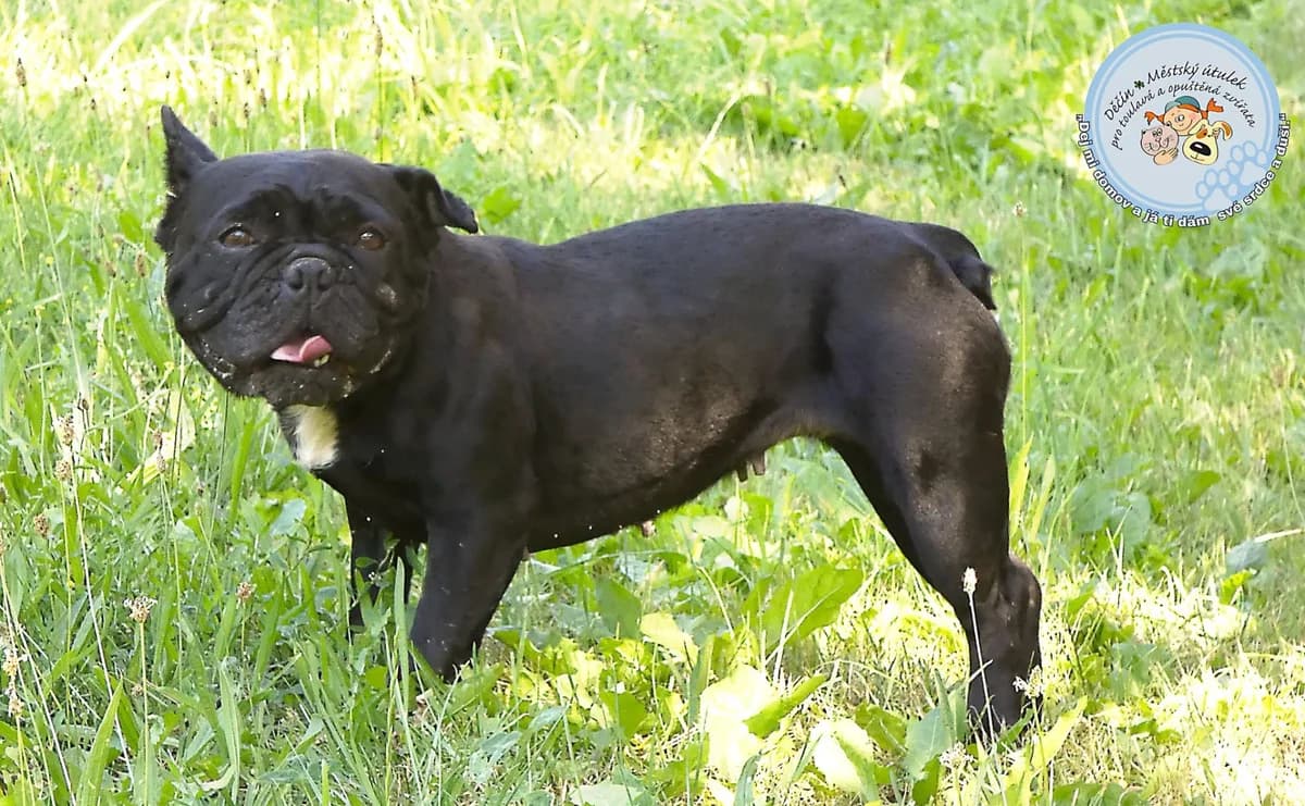 Matylda, female 4yo Mixed Breed for adoption at Útulok Děčín, Děčín