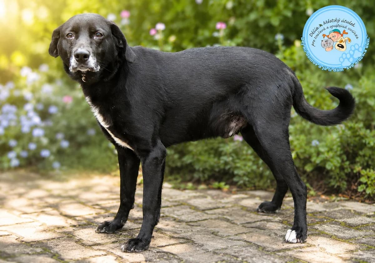 Dingo, male senior Mixed Breed for adoption at Útulok Děčín, Děčín