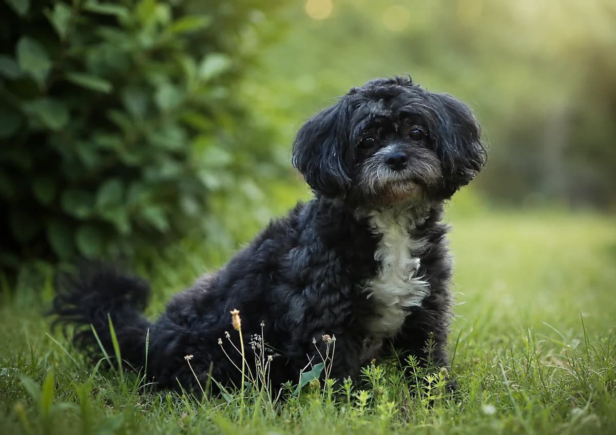 Olaf, puppy mixed breed for adoption at Útulok Děčín, Děčín