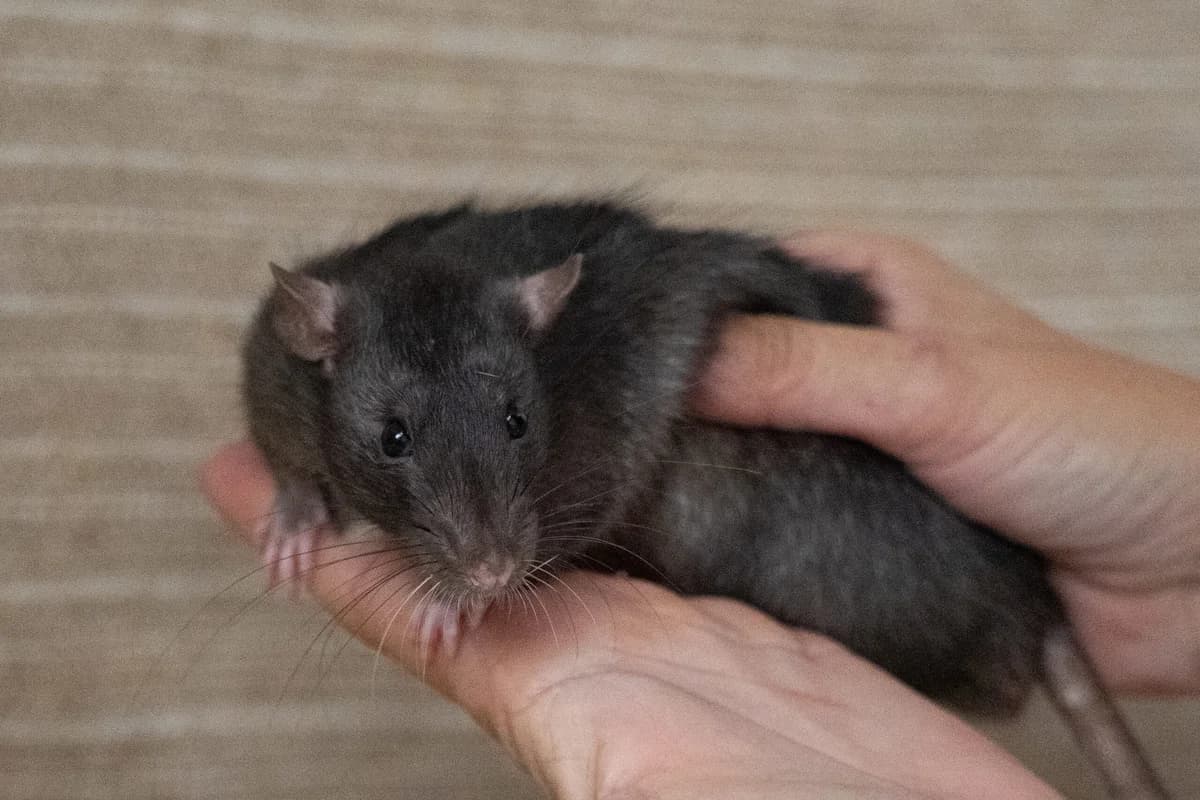 Amigo, Kastrovaný/á: Ne male Mixed Breed for adoption at Útulek Dogsy