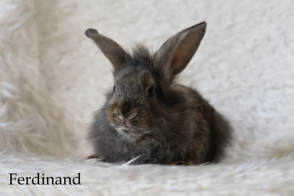 Ferdinand, Kastrovaný/á: Ne male Mixed Breed for adoption at Útulek Dogsy