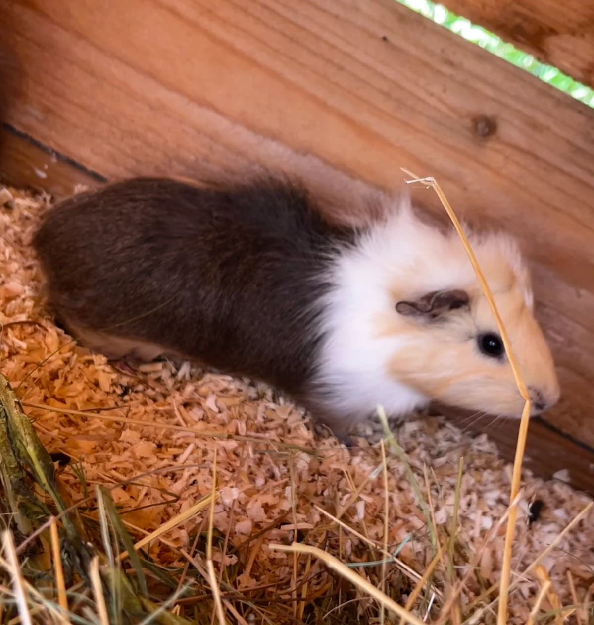 Galina, Kastrovaný/á: Ne female Mixed Breed for adoption at Útulek Dogsy