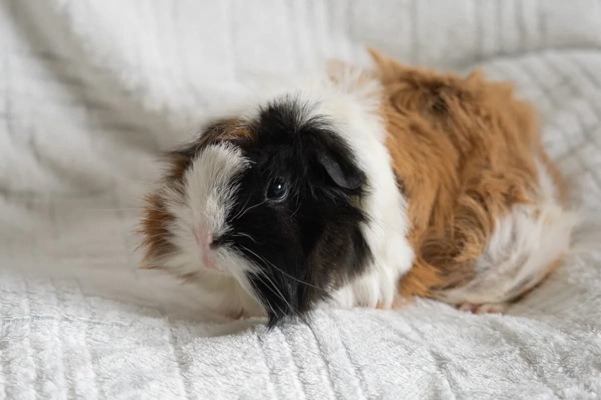 Jonaska, Kastrovaný/á: Ne female Mixed Breed for adoption at Útulek Dogsy