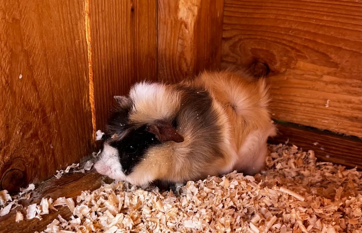 Lidmila, Kastrovaný/á: Ne female Mixed Breed for adoption at Útulek Dogsy