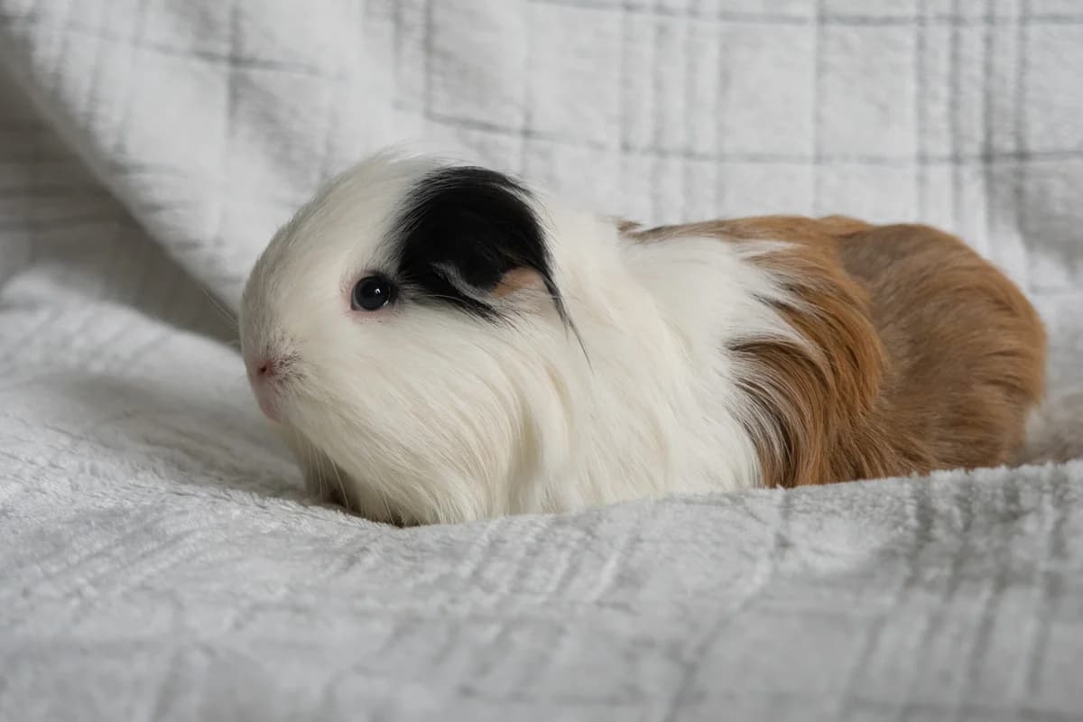 Ludvika, Kastrovaný/á: Ne male Mixed Breed for adoption at Útulek Dogsy