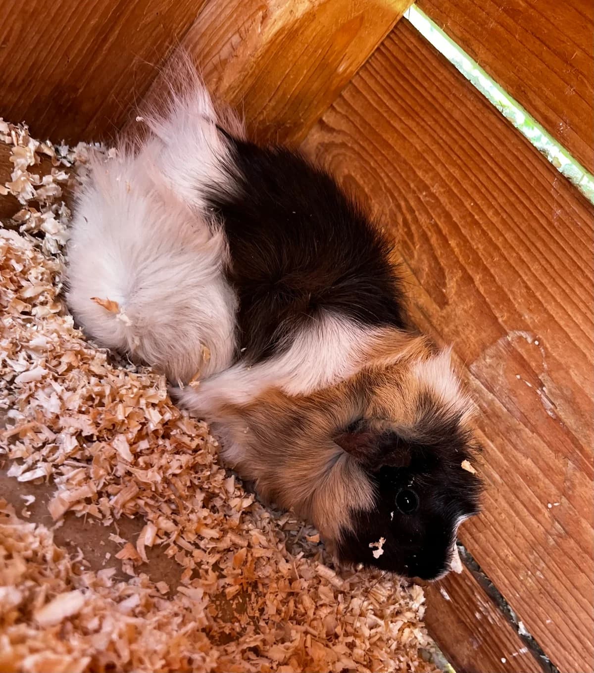 Regina, Kastrovaný/á: Ne female Mixed Breed for adoption at Útulek Dogsy