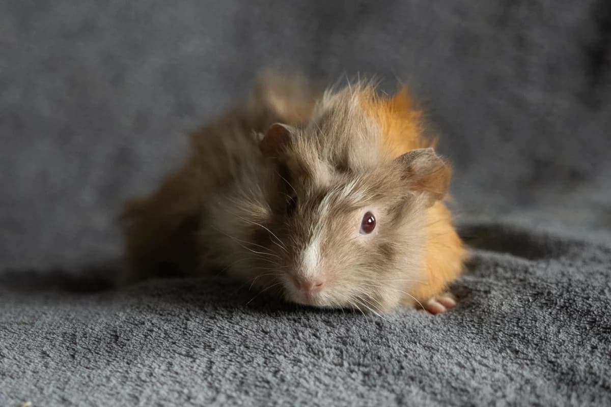 Vaneska, trikolor female Mixed Breed for adoption at Útulek Dogsy
