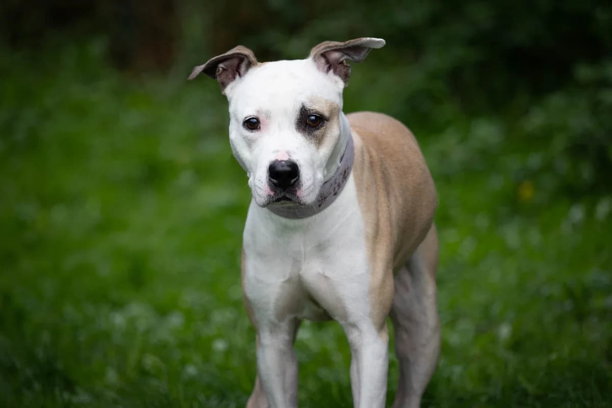 Angela, Bílorezavá female 6yo mixed breed for adoption at Útulek Dogsy