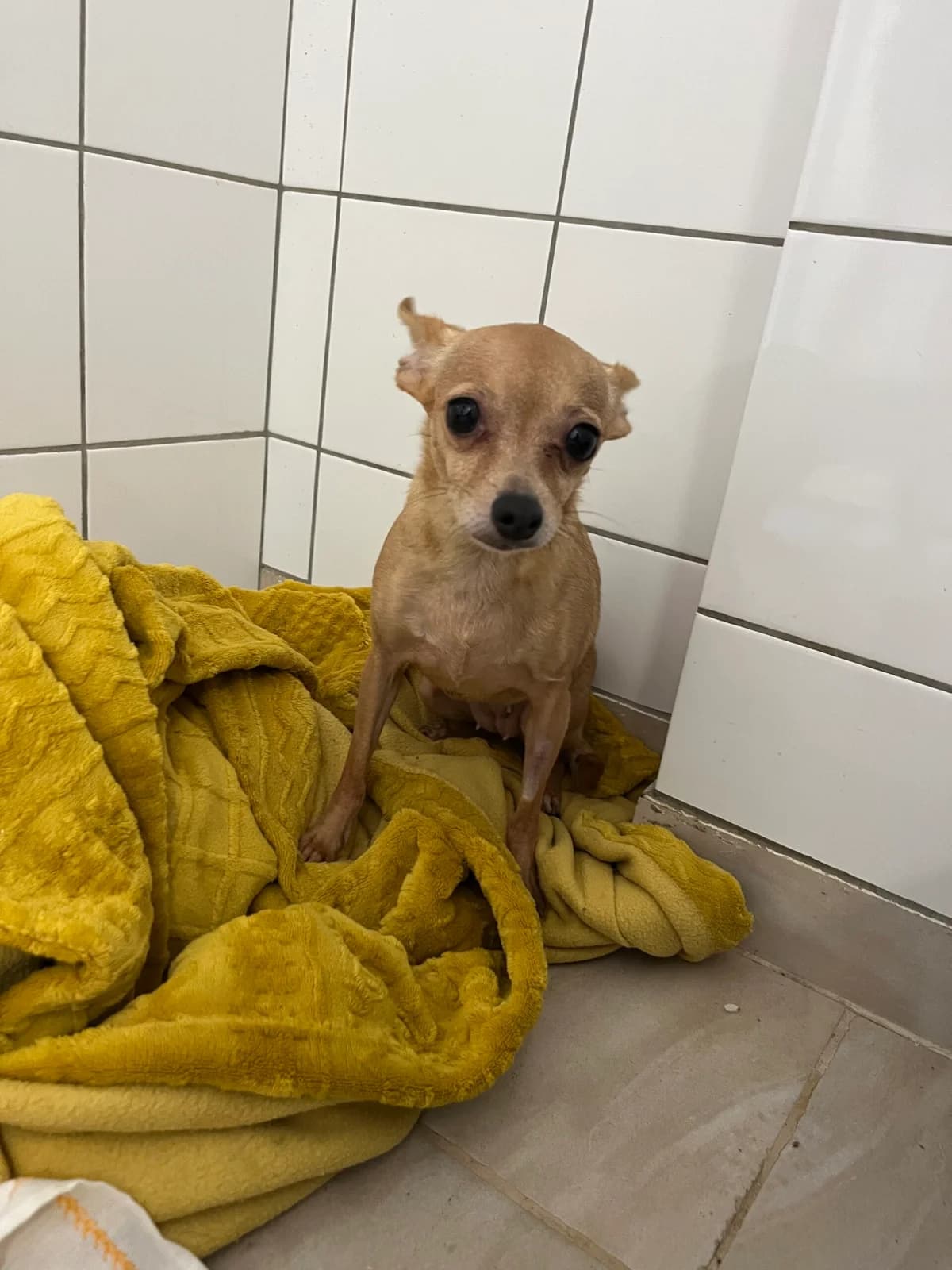 Arwen, Hnědá female 4yo mixed breed for adoption at Útulek Dogsy