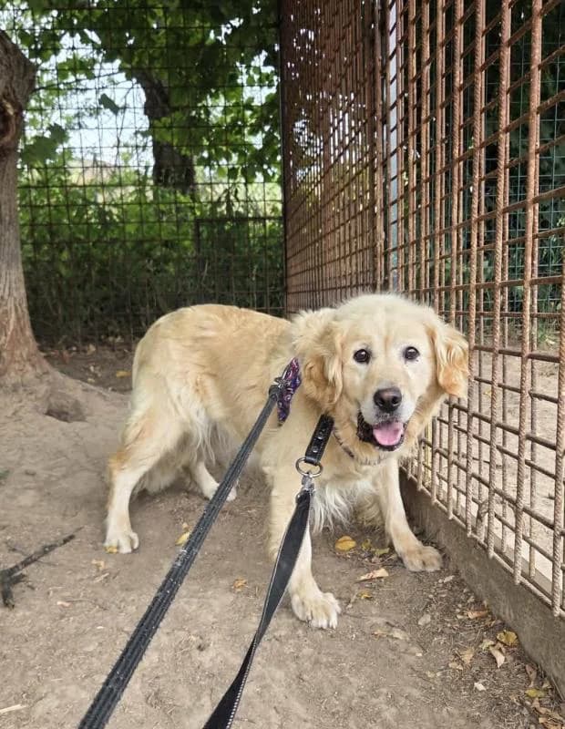 Emily, Plavá female senior Labrador Retriever for adoption at Útulek Dogsy