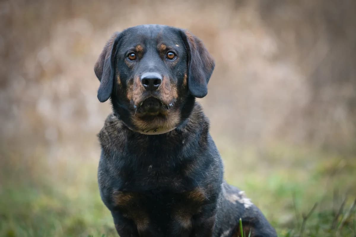 George, Tmavě hnědá male 6yo mixed breed for adoption at Útulek Dogsy