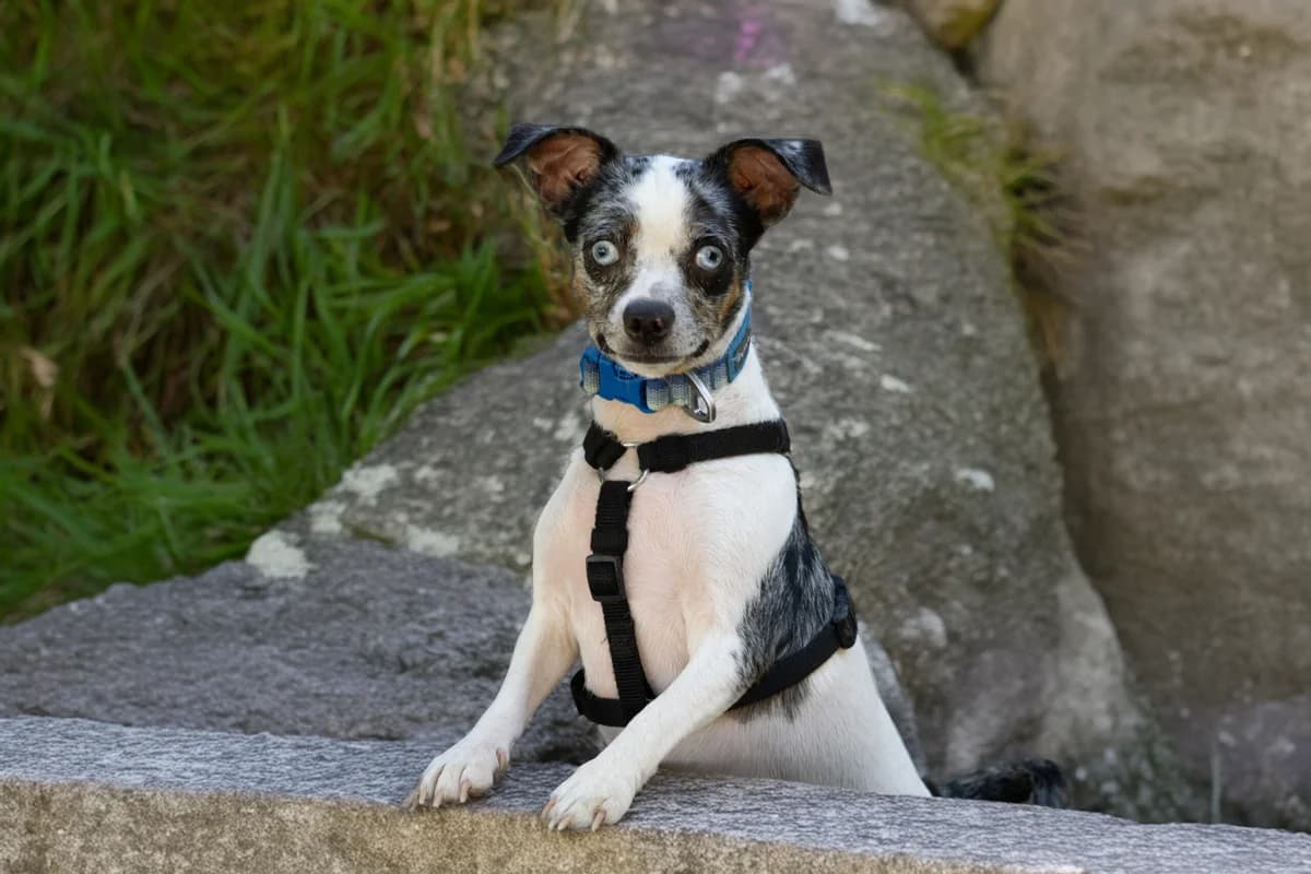 Helca, merle female puppy mixed breed for adoption at Útulek Dogsy