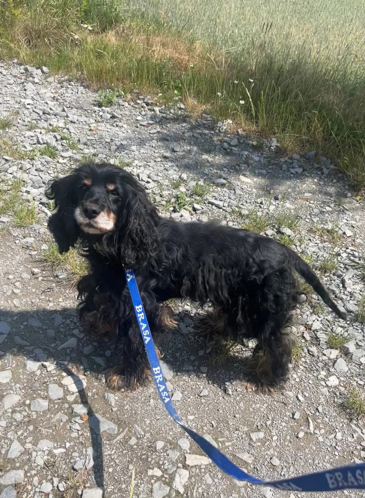 Jack, Černá s pálením male 7yo mixed breed for adoption at Útulek Dogsy