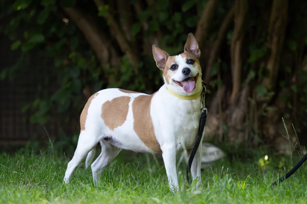 Kaira, Bilohneda female senior mixed breed for adoption at Útulek Dogsy
