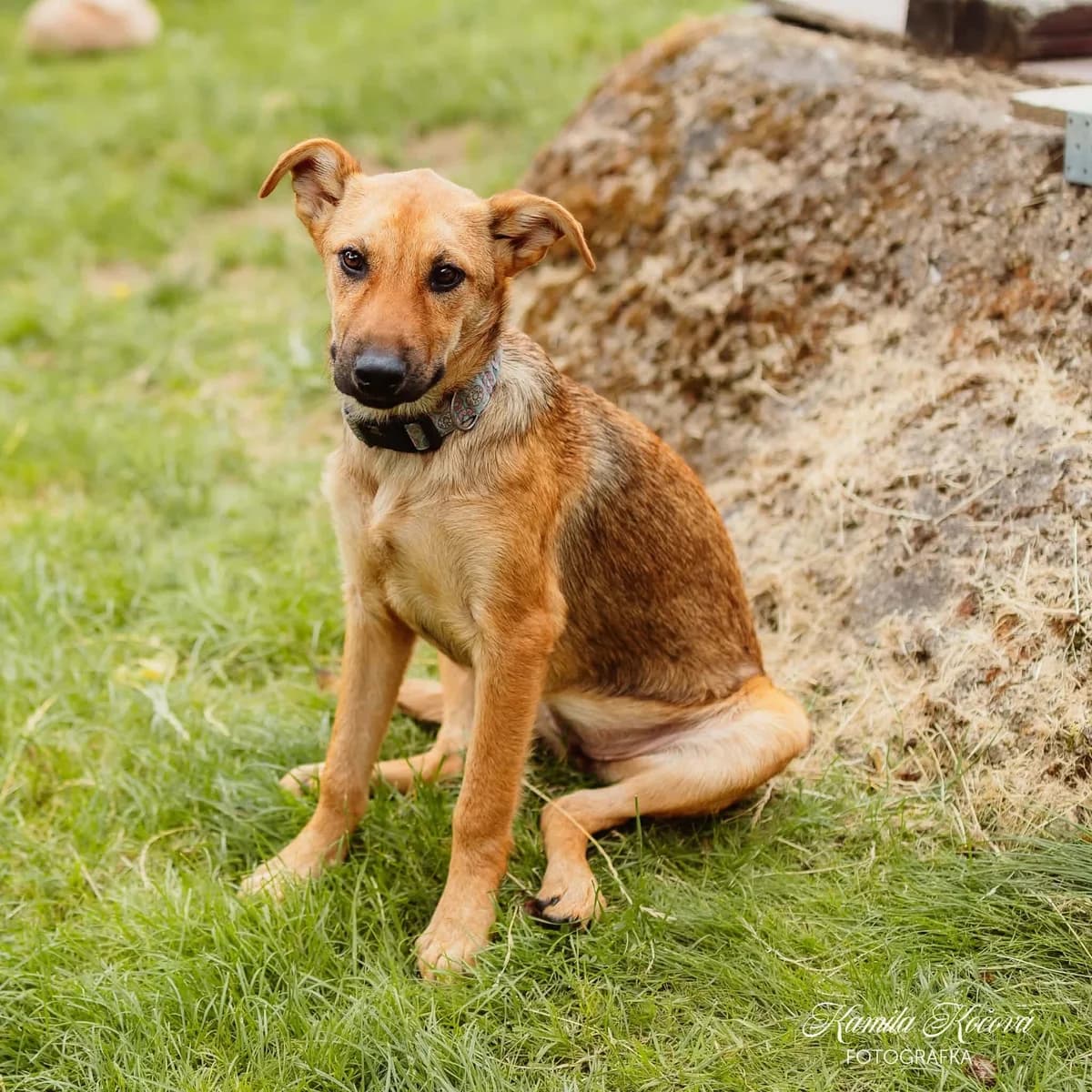 Kaja, Hnědá female puppy mixed breed for adoption at Útulek Dogsy