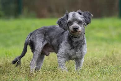 Miki, Šedá male senior mixed breed for adoption at Útulek Dogsy