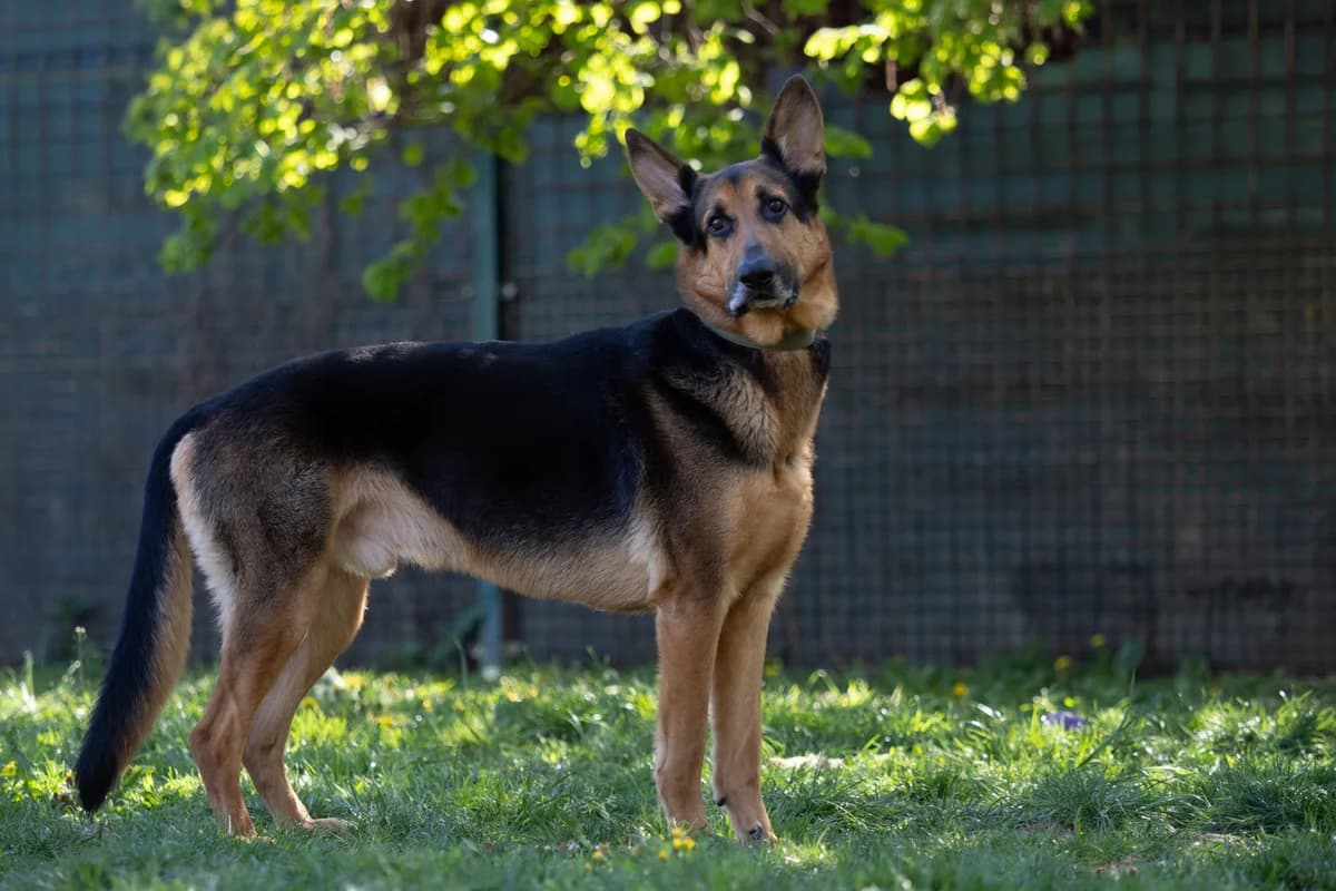 Rocky 4, Rex male 4yo mixed breed for adoption at Útulek Dogsy