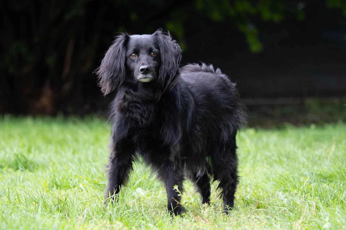 Tobik, Černá male senior mixed breed for adoption at Útulek Dogsy