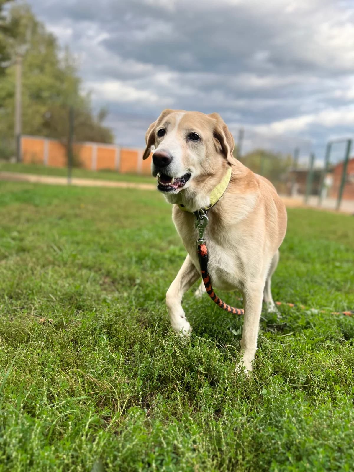 Trixie, Béžová female 7yo mixed breed for adoption at Útulek Dogsy