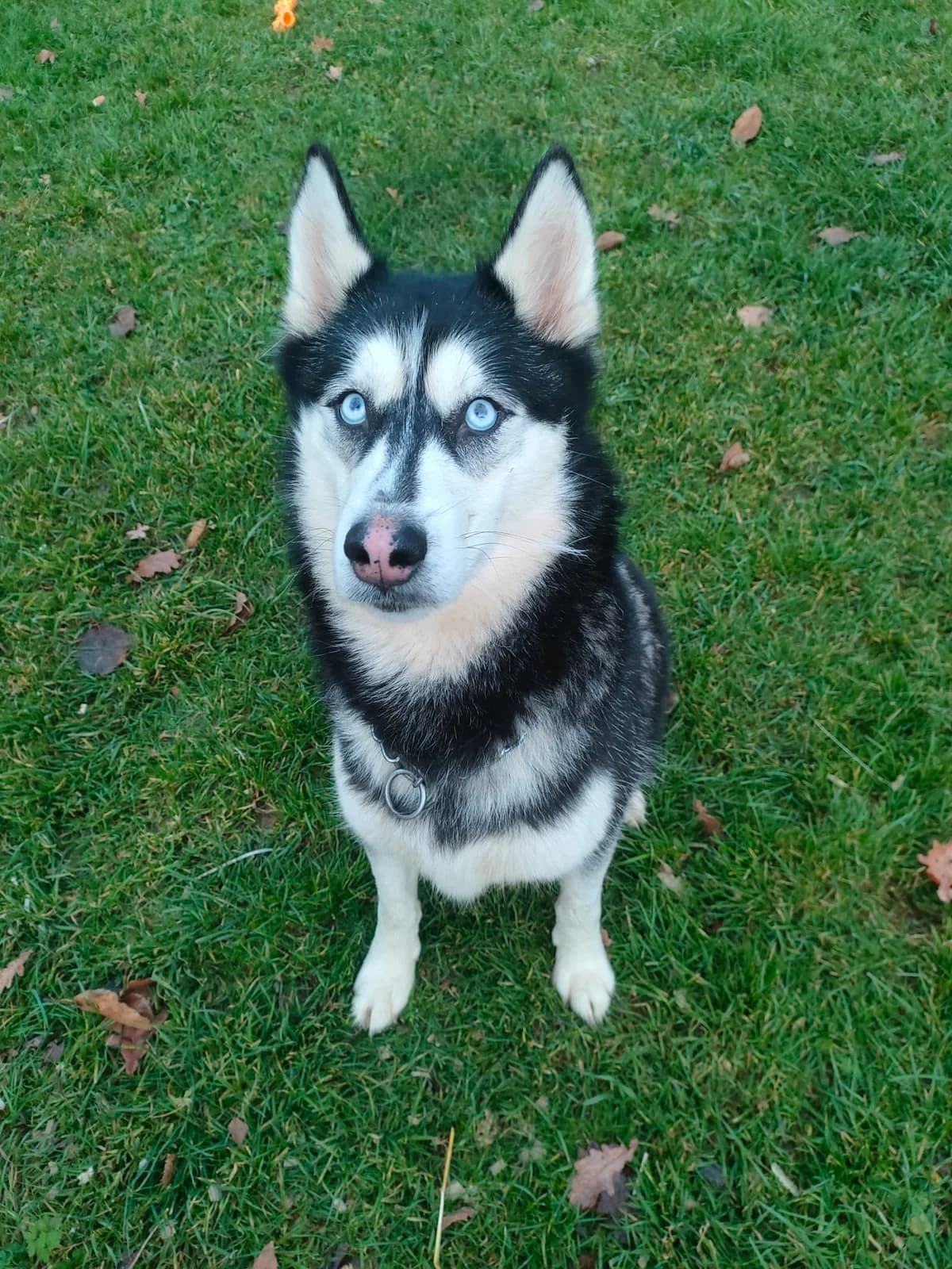 Bella, male Mixed Breed for adoption at Útulek Domažlice, Domažlice