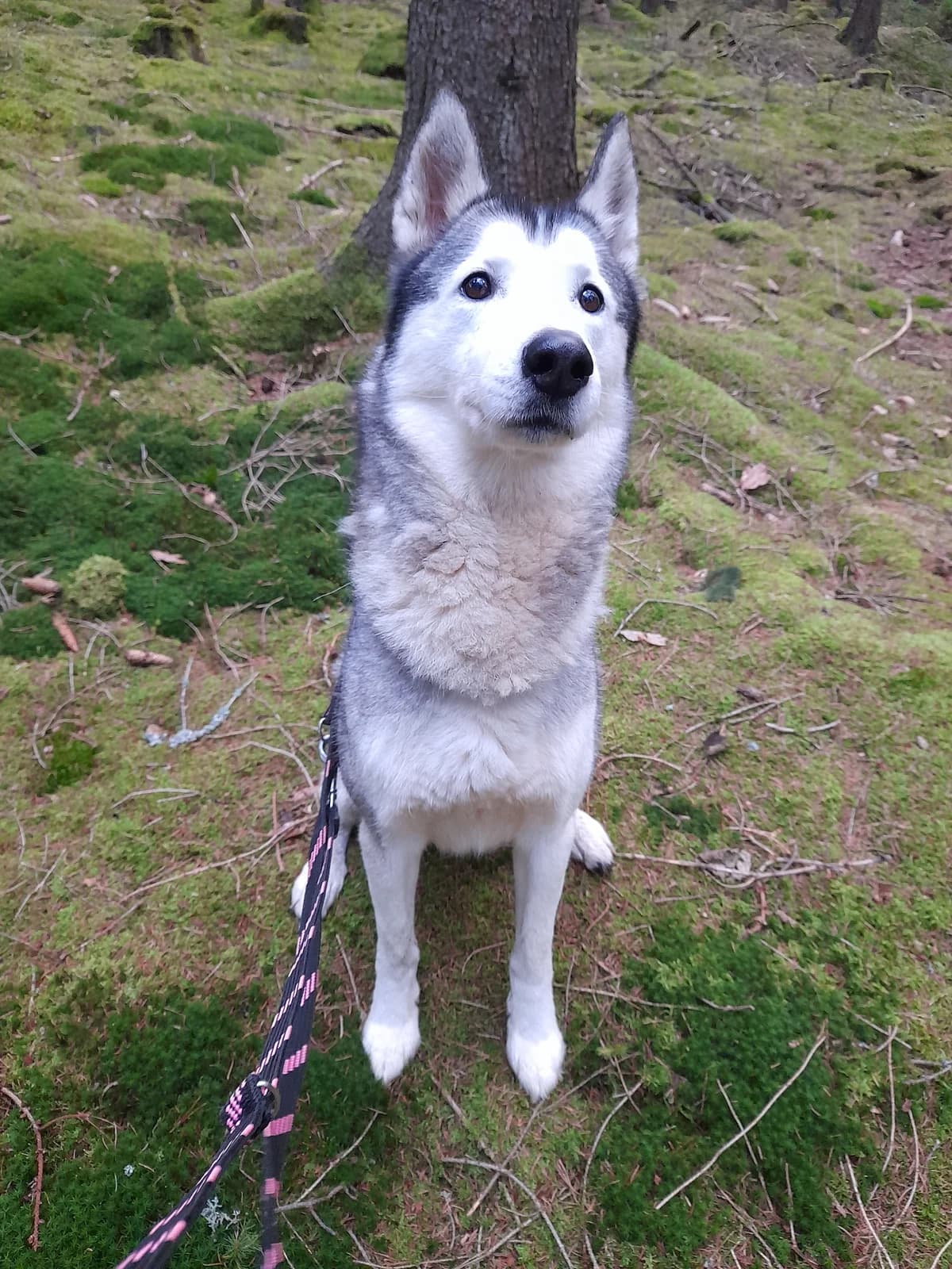 Joey, male Mixed Breed for adoption at Útulek Domažlice, Domažlice