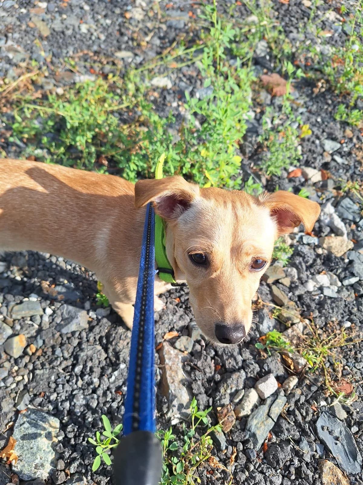 Áša, male Mixed Breed for adoption at Útulek Domažlice, Domažlice