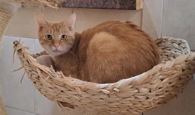 Vitacit, male 5yo mixed breed for adoption at Útulek Jimlín