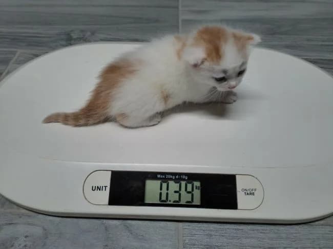 Jiříček, male mixed breed for adoption at Útulek Jimlín