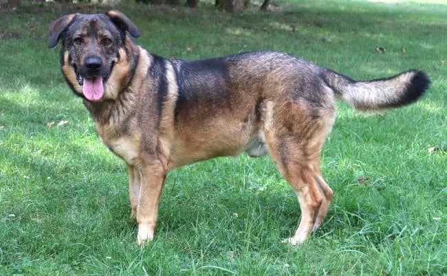 Bojar, male 6yo mixed breed for adoption at Útulek Jimlín