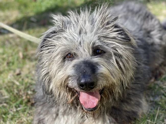 Karel, male 7yo mixed breed for adoption at Útulek Jimlín