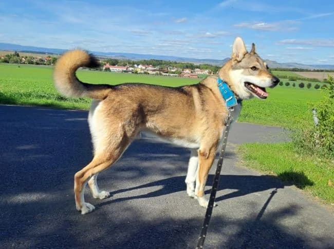 Orfeus, male 5yo mixed breed for adoption at Útulek Jimlín