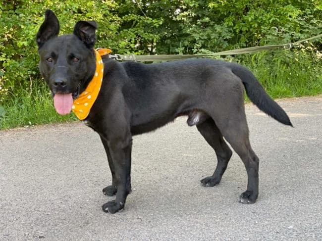 Endy, male senior Labrador Retriever for adoption at Útulek Jimlín
