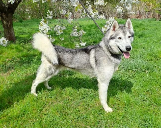 Loki, male young Husky for adoption at Útulek Jimlín