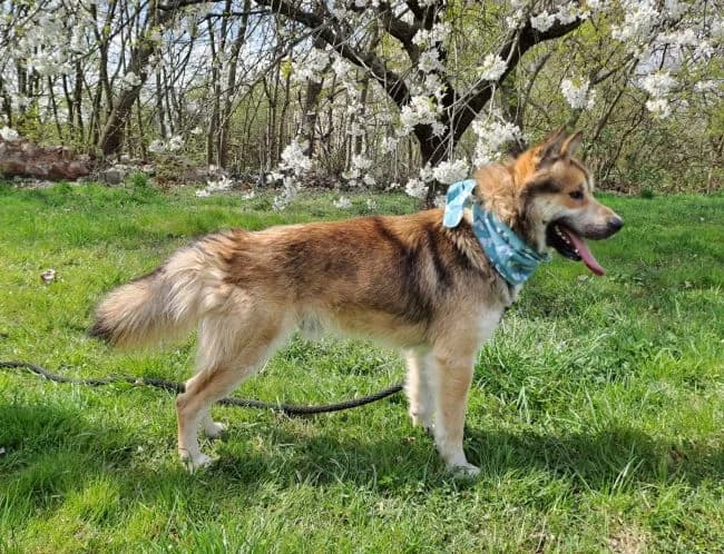Barney, male young Akita for adoption at Útulek Jimlín