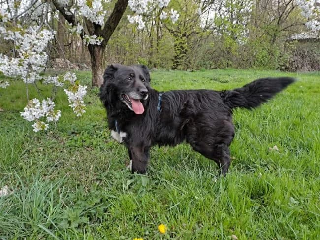 Ben, male senior mixed breed for adoption at Útulek Jimlín