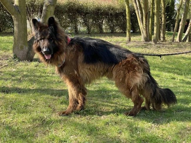 Roky, male 5yo mixed breed for adoption at Útulek Jimlín