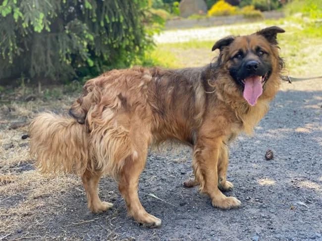 Hrobařík, male young mixed breed for adoption at Útulek Jimlín