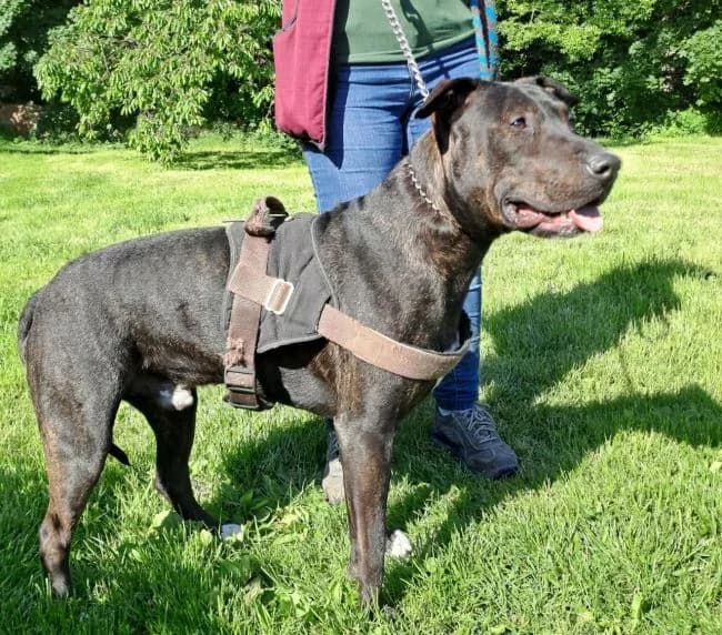 Jerry, male young mixed breed for adoption at Útulek Jimlín