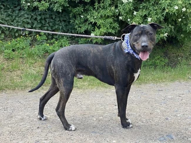 Jerry, male young mixed breed for adoption at Útulek Jimlín