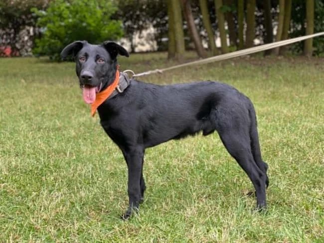 Standík, male young Labrador Retriever for adoption at Útulek Jimlín