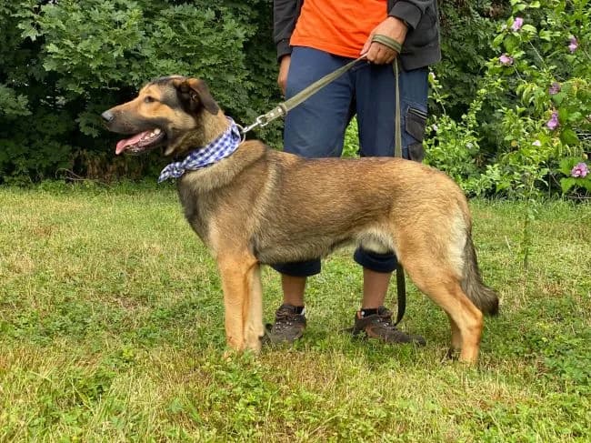 Fixík, male puppy mixed breed for adoption at Útulek Jimlín
