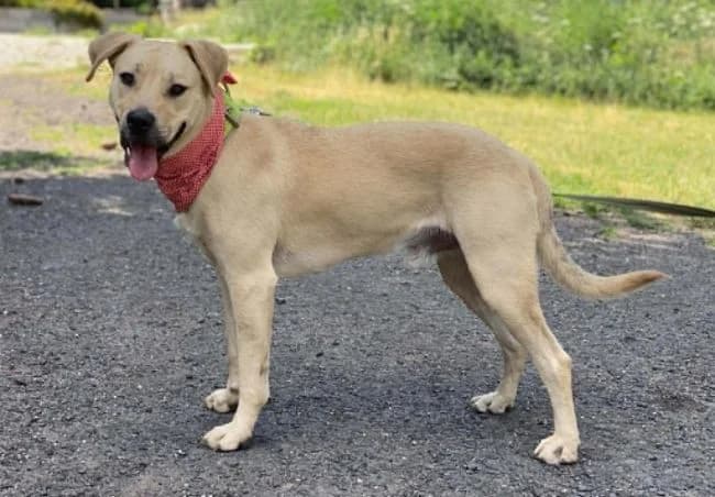 Toník, male young Labrador Retriever for adoption at Útulek Jimlín
