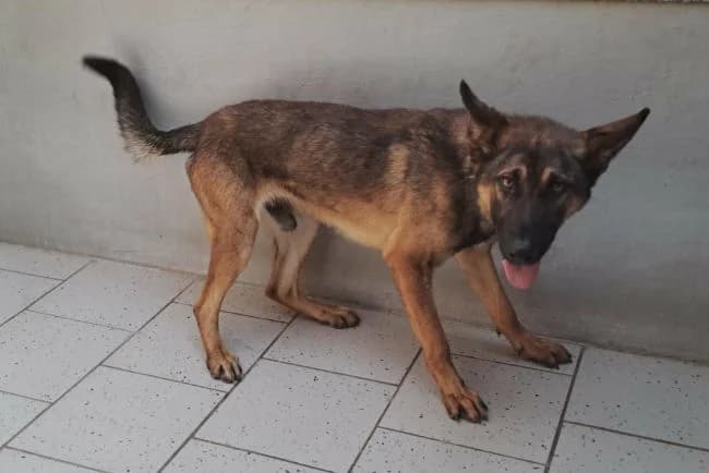 Apollo, male young Belgian Malinois for adoption at Útulek Jimlín