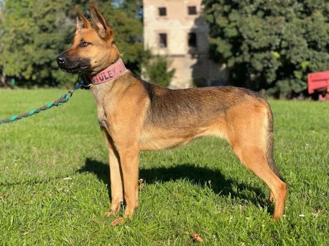 Akira, female young Belgian Malinois for adoption at Útulek Jimlín
